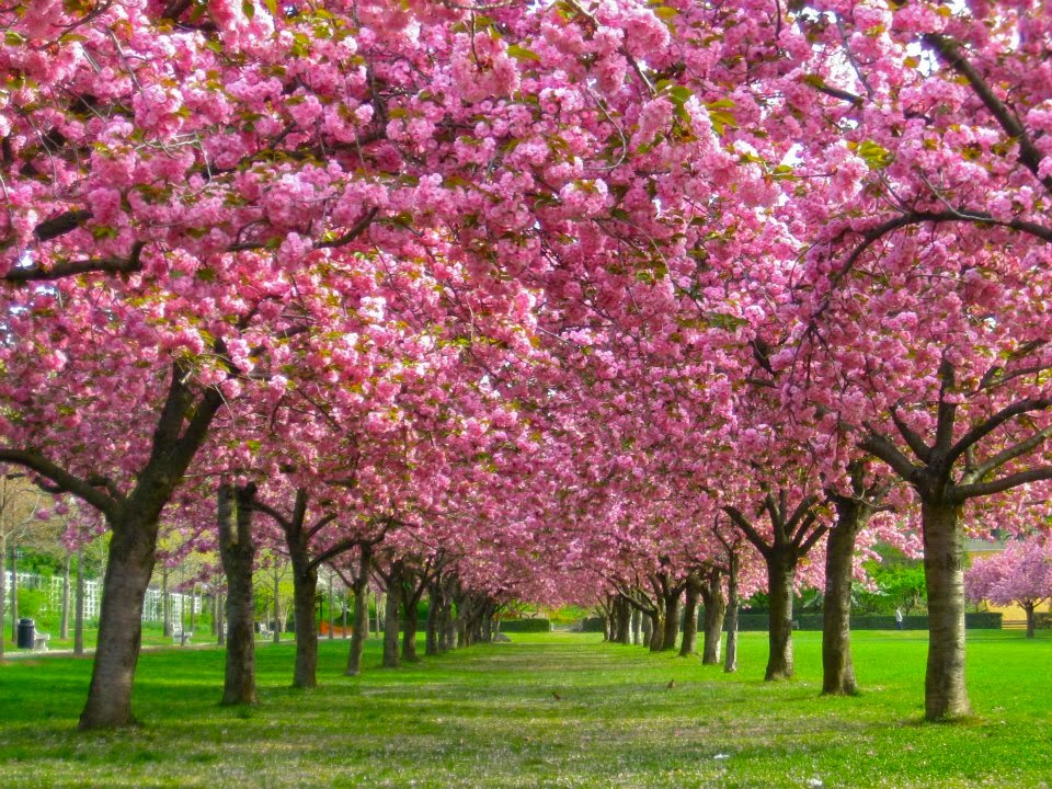 Tempat Terbaik Melihat Bunga Sakura Mekar Selain Jepang