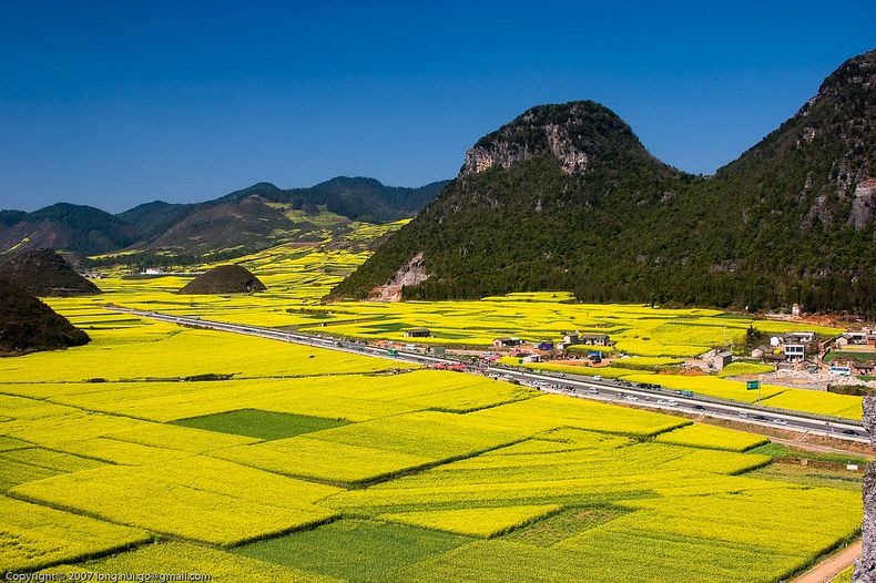 LAUTAN KUNING DI CHINA INI BUKAN TANAMAN PADI