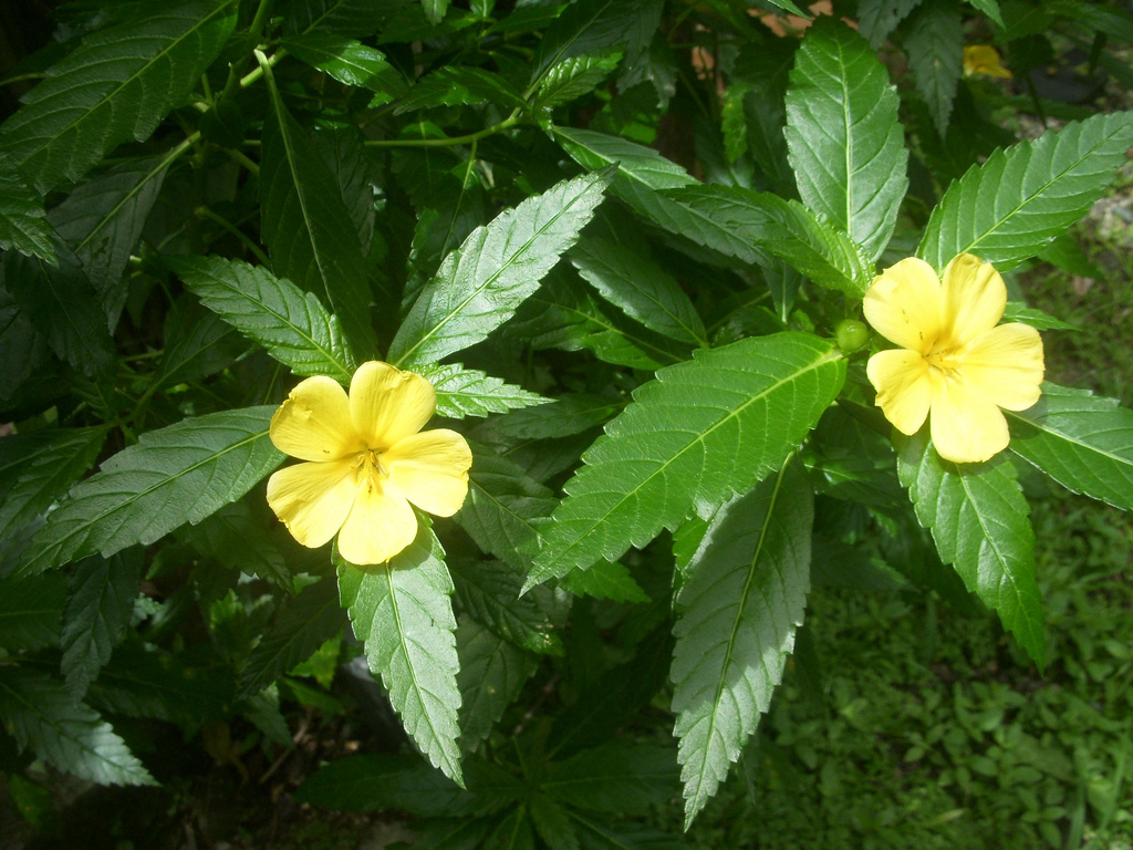 Inilah 10 tanaman pengganti ganja