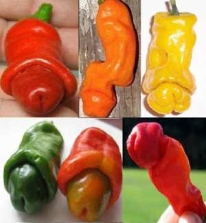 Chilly Willy, Cabe Unik yang Bikin Cewe Geli