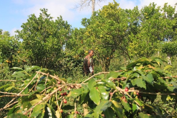 #BicaraKopi Bingung Pesan Kopi Single Origin? Nih Jenis dan Karakter Kopi Nusantara