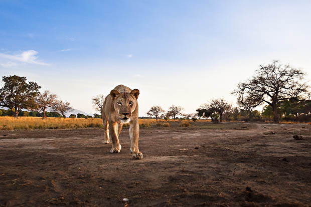 Risiko Menjadi Wildlife Photographer