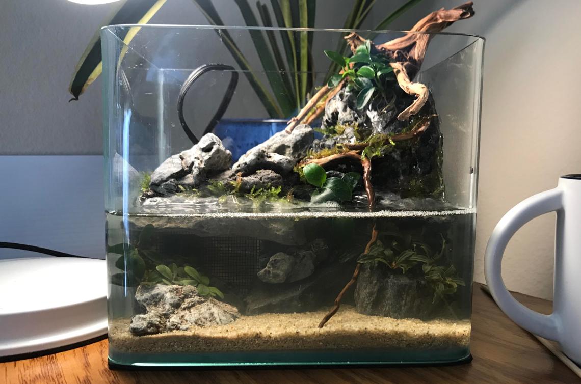 Buat Paludarium Yuk! Ekosistem Buatan yang Bikin Interior Rumah Makin Cantik & Asri!