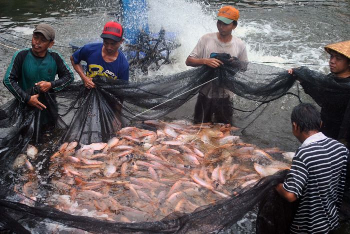 Ingin Budidaya Ikan Nila? Cek Dulu Tipsnya di Sini