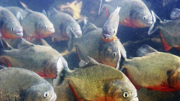 Hewan Menakutkan di sungai Amazon