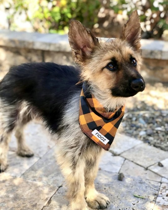 Mengidap Kelainan Langka, Anjing Lucu ini Nggak Bisa Tumbuh Besar