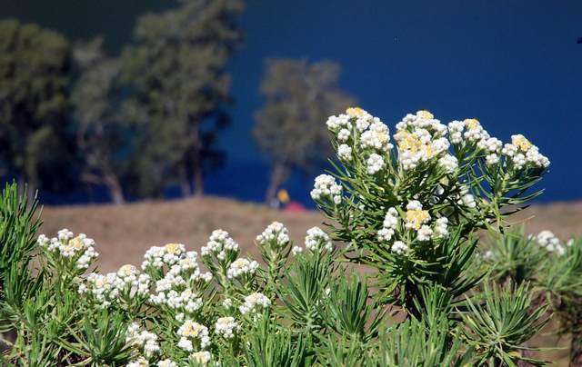 Fakta Bunga Edelweiss dan Mitos yang Dapat Menjadikannya Punah