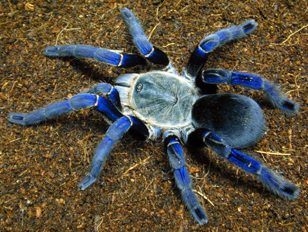 peternakan-laba-laba-raksasa-di-indonesia