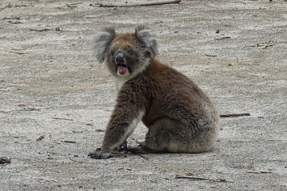 Koala itu imut? Baca ini dan agan akan berfikir dua kali.