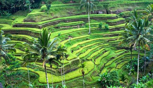 Tempat Wisata di Bali yang Wajib Dikunjungi