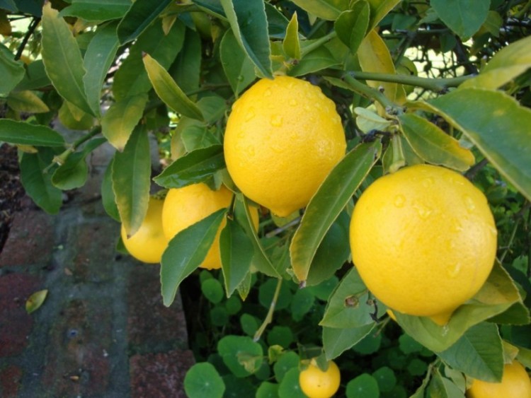 Punya Pekarangan Rumah Kosong? Tanam Buah Lemon Saja Gan!