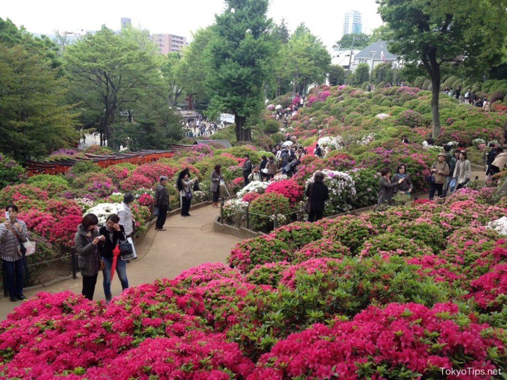 Indahnya Festival Bunga Azalea di Kuil Nezu, Tokyo