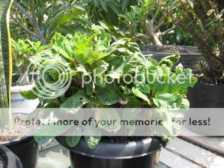 share-all-about-euphorbia-nich