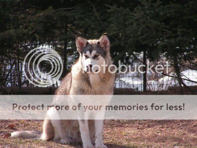 Alaska malamute Lovers