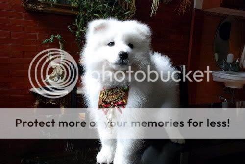 Samoyed Lovers Come In