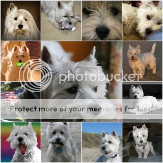 ~Westie (West highland white terrier) Lovers~