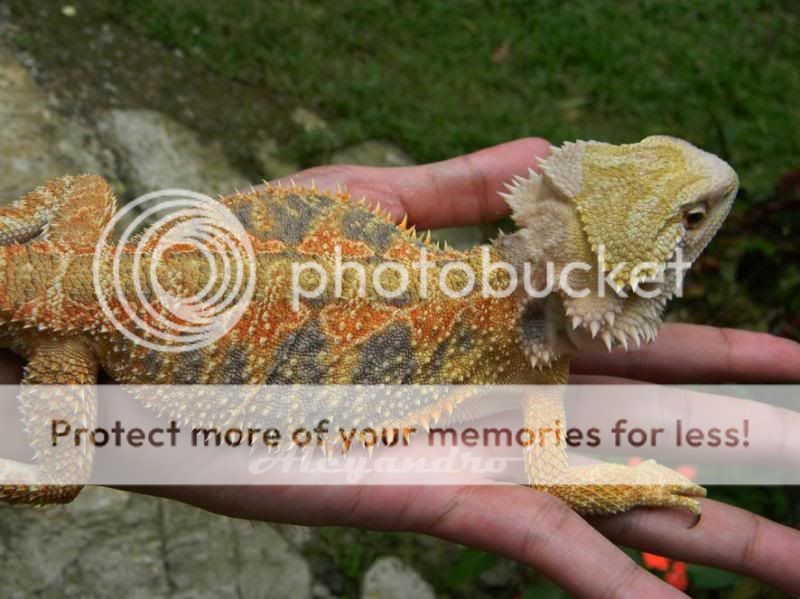 bearded-dragon-complete-care-sharing-aj