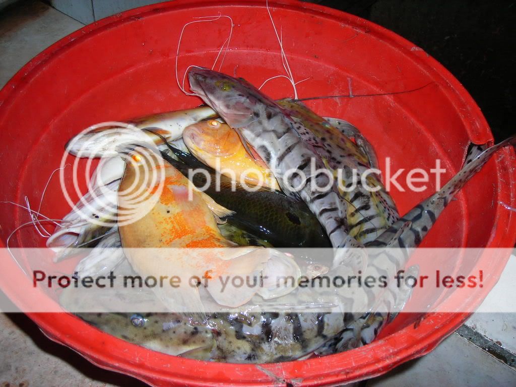 rip-sequel-of-the-tribute-to-our-fishes