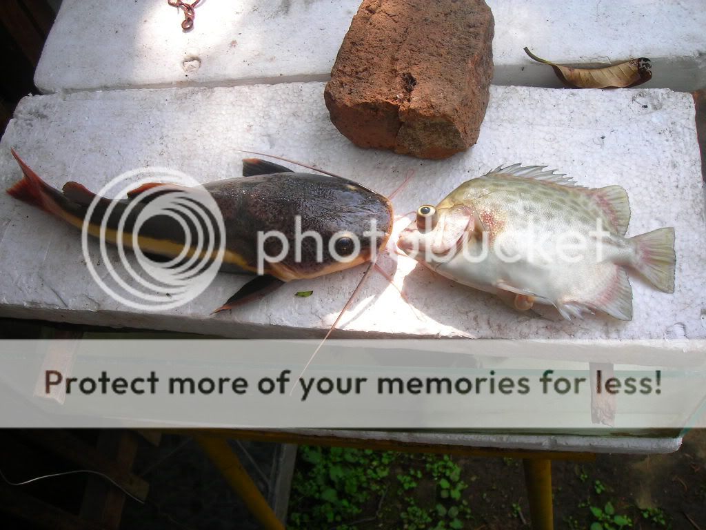 rip-sequel-of-the-tribute-to-our-fishes