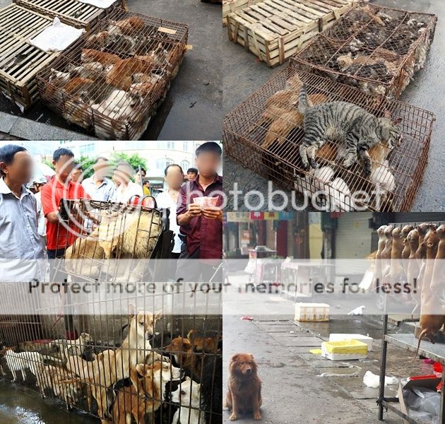 Teganya, penjagalan kucing dan anjing di Festival makan Yulin