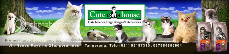 Kumpulan TESTIMONIAL Cute Cats House
