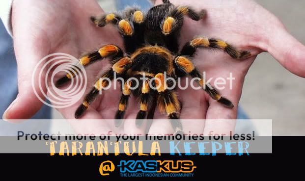 Pecinta Tarantula masuk Gan..