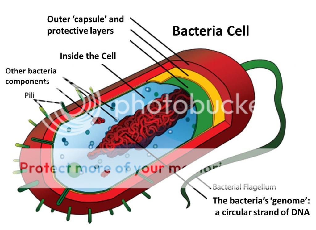 manusia-membawa-sel-bakteri-lebih-banyak-daripada-tubuhnya-sendiri