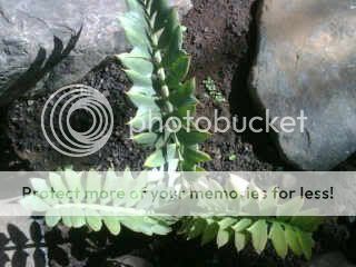 forum-diskusi-sikas-encephalartos--tanaman-purba