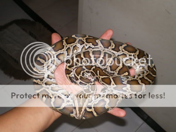 ALL About Python disini yahhhh!!!NEW NEW - Part 1