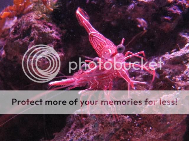 pics--info-marine-invertebrate-species