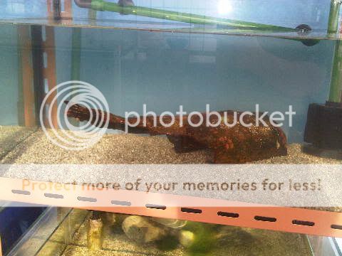 mini-aquarium-lovers-ayoo-masuk