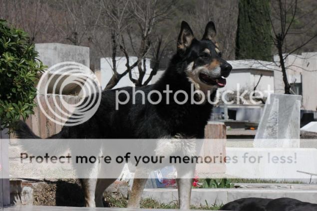 Capitan, Anjing Setia yang Telah Menjaga Makam Tuannya Selama 6 Tahun