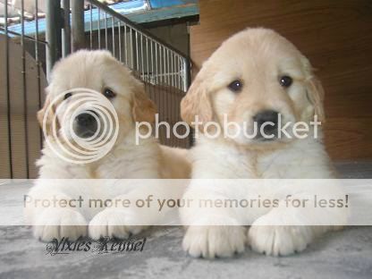 golden-retriever-owners-and-lovers---part-2