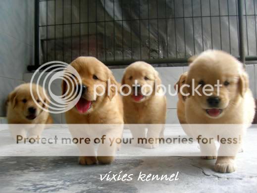 golden-retriever-owners-and-lovers---part-2