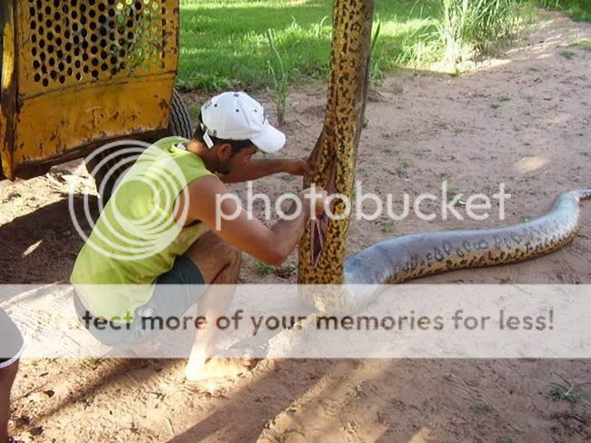 Serem gan . . .70 Bayi Anaconda Berhasil Dibedah Dari Perut Induknya (Picture)