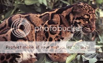 Harimau Paling Langka di Dunia Tertangkap Kamera