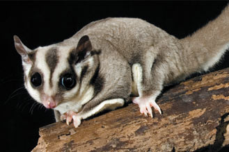 Tentang Cara Perawatan Sugar Glider dan Proses Menjinakkannya