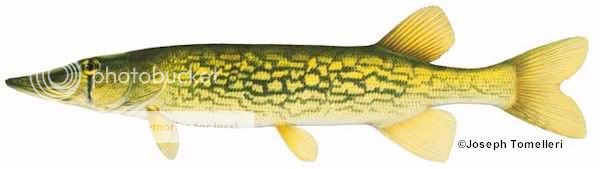 Esox a.k.a Pike !!!(Ask, Sharing, &amp; Post Your Pike Here!!!!!)
