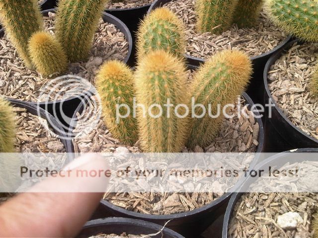 Terjual Souvenir Kaktus Unik Untuk Pernikahan Kaskus