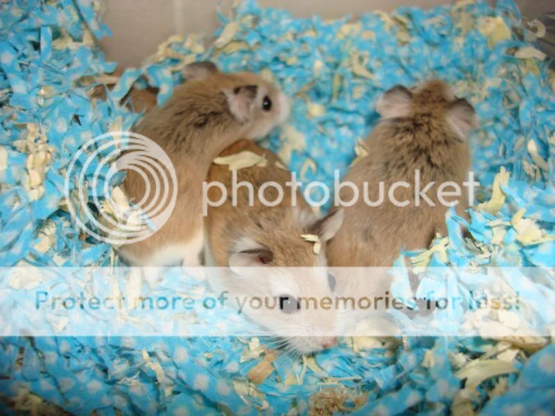 new-hamster-lovers---part-1