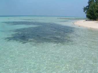 Menyelami Surga Tersembunyi Pulau Semak Daun