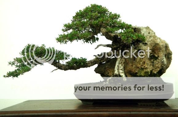 BONSAI KASKUS &#91;Reborn&#93; sharing & diskusi seputar seni bonsai Indonesia
