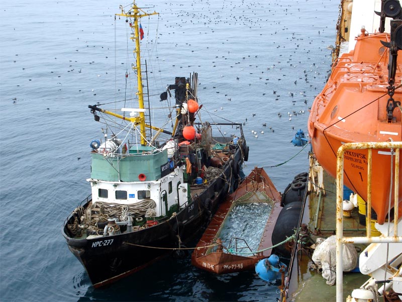 Yuk Intip Proses Pembuatan Caviar di Russia