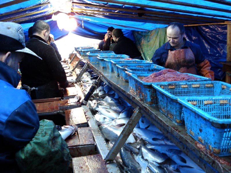 Yuk Intip Proses Pembuatan Caviar di Russia