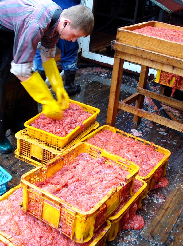 Yuk Intip Proses Pembuatan Caviar di Russia
