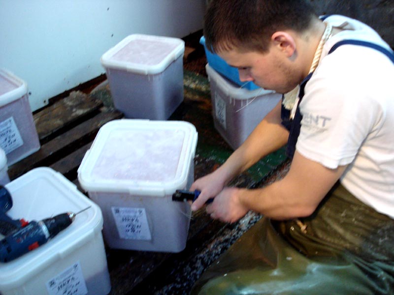 Yuk Intip Proses Pembuatan Caviar di Russia