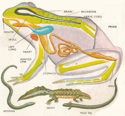 Sistem Pencernaan Pada Hewan Vertebrata Dan Invertebrata Kaskus