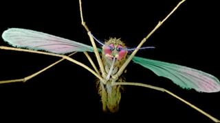 Nyamuk MUTANT Ciptaan Ilmuwan ini akan MemBinasakan Penyakit MALARIA