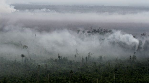 Lahan yang terbakar 'akan diambil alih' pemerintah