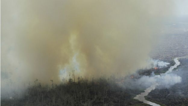 Lahan yang terbakar 'akan diambil alih' pemerintah